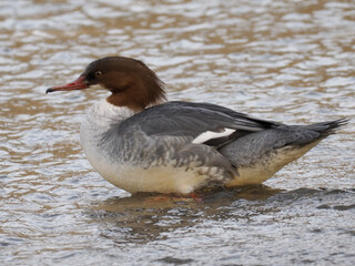 Gänsesäger (Mergus merganser)