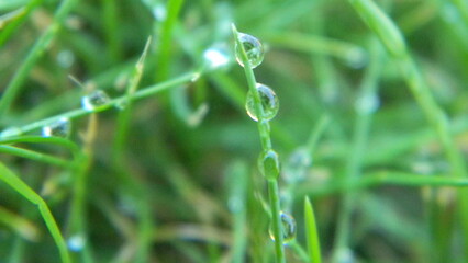 Water drops close-up on green grass, nature after rain, dew, greenery, nature