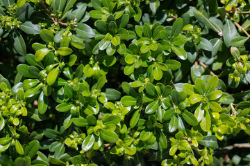 Obraz premium Green plant bush. Closeup nature view of green leaf bush. Flat lay, nature concept, tropical leaf
