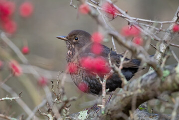 Blackbird with Berries