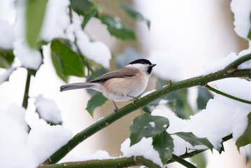 Fototapeta premium Marsh Tit in Winter