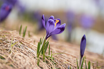 Spring crocus flowers, Easter background