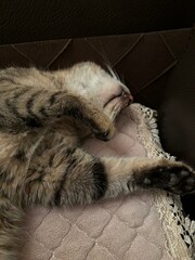 cat sleeping on a sofa