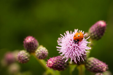 seven-spotted ladybird on a thistle (Coccinella septempunctata)