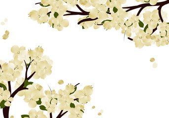 Sakura Flower Frame, Cherry Blossom Border. Spring Falling Petals Background.