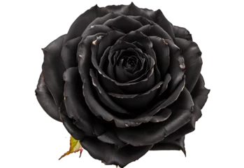 Fotobehang single black rose on transparent background. rose png clipping path © Enka