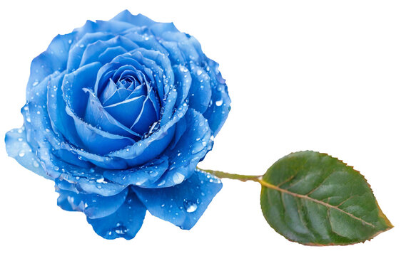 single dewy blue rose on transparent background. rose png clipping path
