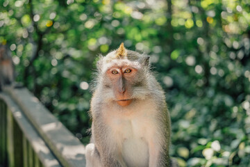 Portrait of curious macaque monkey in Monkey Forest, Ubud, Bali, Indonesia.