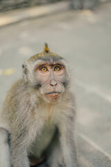 Curious macaque monkey in Monkey Forest, Ubud, Bali, Indonesia.