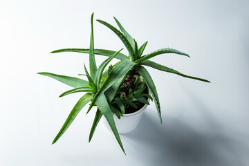 Aloe Vera leaves isolated on white background