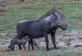Warthog mother suckles her two piglets