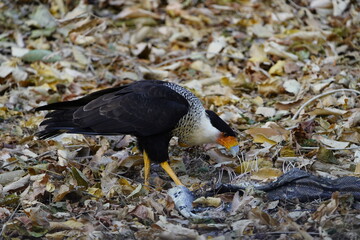 The crested caracara (Caracara plancus), also known as the Mexican eagle, is a bird of prey in the family Falconidae. Here eating a constrictor snake, in the northwest of Costa Rica.
