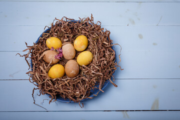 Brown, yellow Easter eggs in nest on blue wooden background. Eggs colored with turmeric, coffee, tea. Top view, copy space. Close up shot
