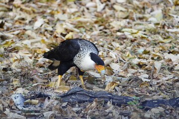 The crested caracara (Caracara plancus), also known as the Mexican eagle, is a bird of prey in the family Falconidae. Here eating a constrictor snake, in the northwest of Costa Rica.