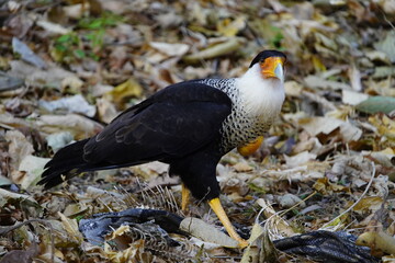 The crested caracara (Caracara plancus), also known as the Mexican eagle, is a bird of prey in the family Falconidae. Here eating a constrictor snake, in the northwest of Costa Rica.