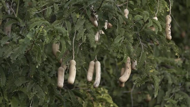 A closeup of a bunch of ripe tamarind pods or young tamarind fruits on branches ,close up view