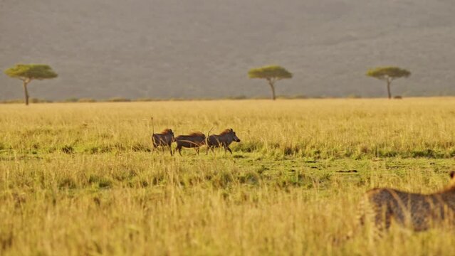 Slow Motion of Cheetah Hunt, Amazing Animal Behaviour of Warthog Running Away in Hunt in Masai Mara, Africa, African Wildlife Safari in Kenya, Maasai Mara Savanna in Beautiful Golden Sun Light