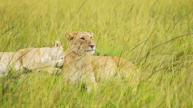 Slow Motion of Pride of Lions in Long Savanna Grass, African Wildlife Safari Animal in Maasai Mara National Reserve in Kenya, Africa, Portrait of Two Female Lioness Close Up in Savannah Grasses