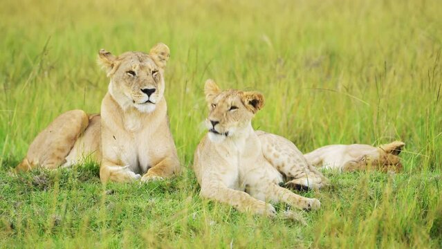 Slow Motion of Pride of Lions in Long Savanna Grass, African Wildlife Safari Animal in Maasai Mara National Reserve in Kenya Africa, Two Powerful Female Lioness Close Up in Savannah Grasses Low Angle