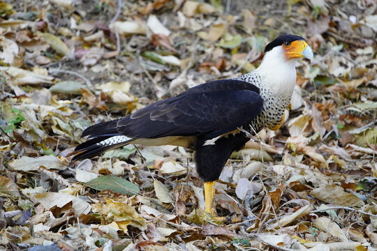 The crested caracara (Caracara plancus), also known as the Mexican eagle, is a bird of prey in the family Falconidae. Here eating a constrictor snake, in the northwest of Costa Rica.