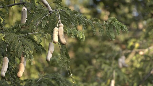 fresh tamarind on tamarind tree in agriculture land, super close up view of imli fruits