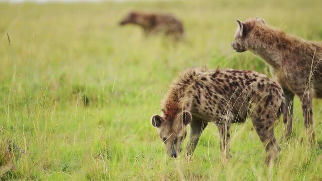 Excited Hyenas surrounding remains of a carcus, group working together to feed on kill, African Wildlife in Maasai Mara National Reserve, Masai Mara North Conservancy