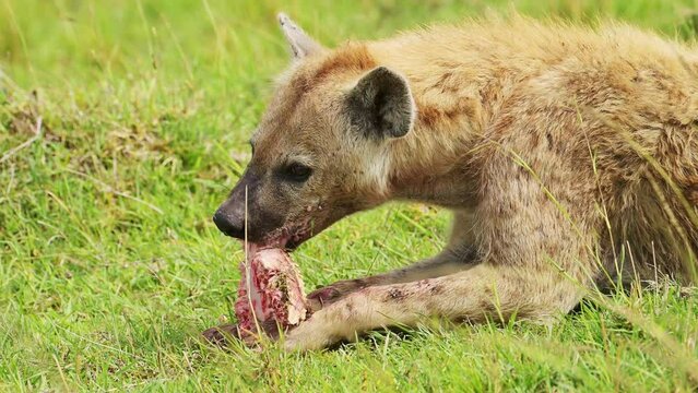 Slow Motion Shot of Scavenger Hyena feeding on the bones of animal prey, ripping meat and fur from carcus in close up of African Wildlife in Maasai Mara National Reserve, Kenya