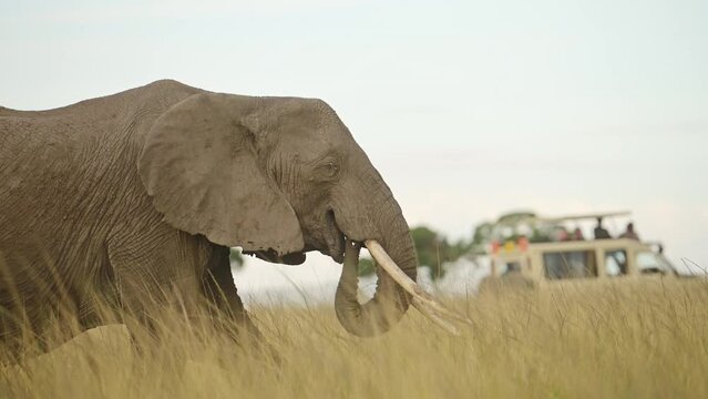 Slow Motion Shot of Elephant walking with 4x4 jeep safari vehicle in background with tourists safari tourism African Wildlife in Maasai Mara National Reserve, Kenya, Africa Animals
