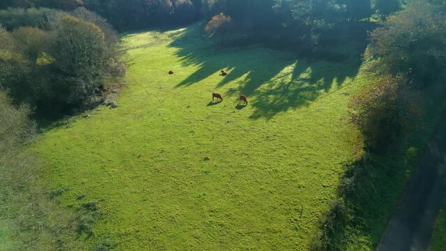 Ascending drone footage of domestic cattle grazing in a green field in the countryside of Zas, Spain