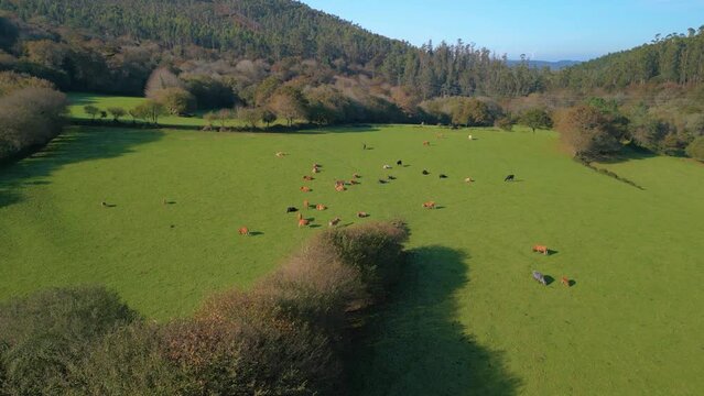 Aerial view of domestic cattle grazing in a wide green pasture in the countryside of Zas, Spain