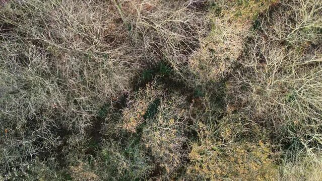 Bird's eye drone shot of treetops with dried leafless branches in the woods in Zas, A Coruna, Spain