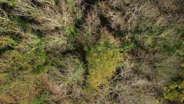 Bird's eye drone shot of treetops with dried leafless branches in the woods in Zas, A Coruna, Spain