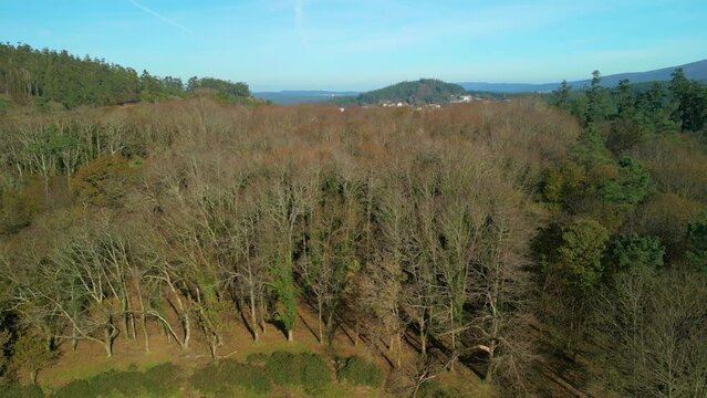Drone footage of the evergreen trees and leafless trees in a dense forest near Zas, A Coruna, Spain