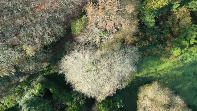Drone footage of the leafless trees and colorful plants during autumn season Zas, La Coruna, Spain.