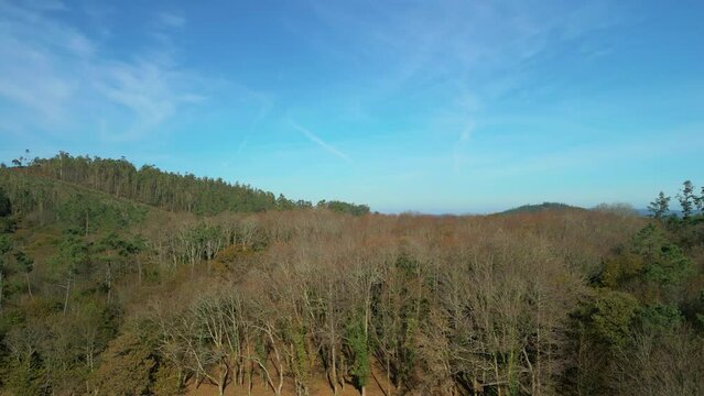 Drone footage of leafless trees in a mountain forest with rural small town in the background, Spain