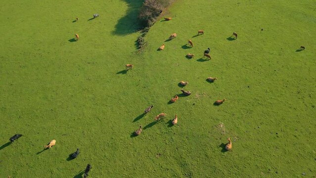 Aerial view of domestic cattle basking in a green grassy pasture in the countryside of Zas, Spain
