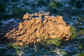 Maulwurfshügel mit Raureif und Schnee im Winter auf einer Wiese, Deutschland