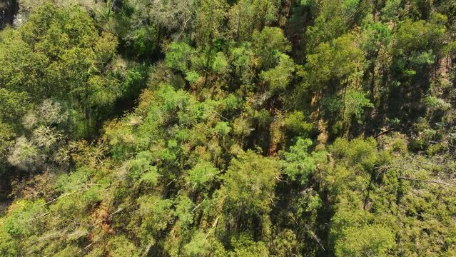 Aerial footage of the trees and plants during autumn season on a sunny day in Zas, La Coruna, Spain.