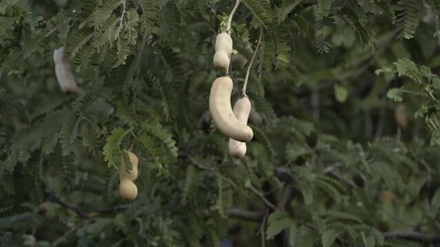 fresh tamarind on tamarind tree in garden. close up view