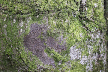 A old beech tree trunk covered with moss and lichen.