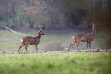 Fotobehang Ree A pair of roe deer near Salisbury, England.  © Jenny Grewal