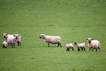 Oxford sheep and lambs on grazing ground