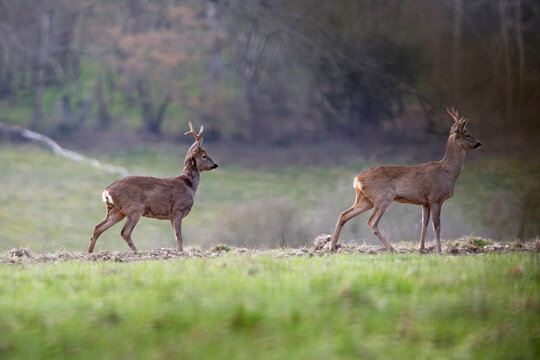 A pair of roe deer near Salisbury, England.