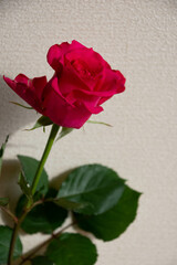 赤いバラ