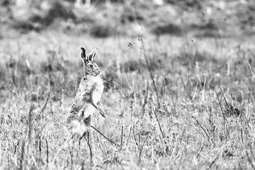 A European Hare stands up in long grass to watch for threats, taken near Salisbury, England.