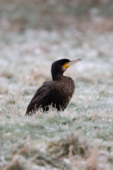 Cormorant on a Snowy Field