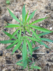 Hemp, Cannabis sativa, also known as marijuana, wild medicinal plant from Finland