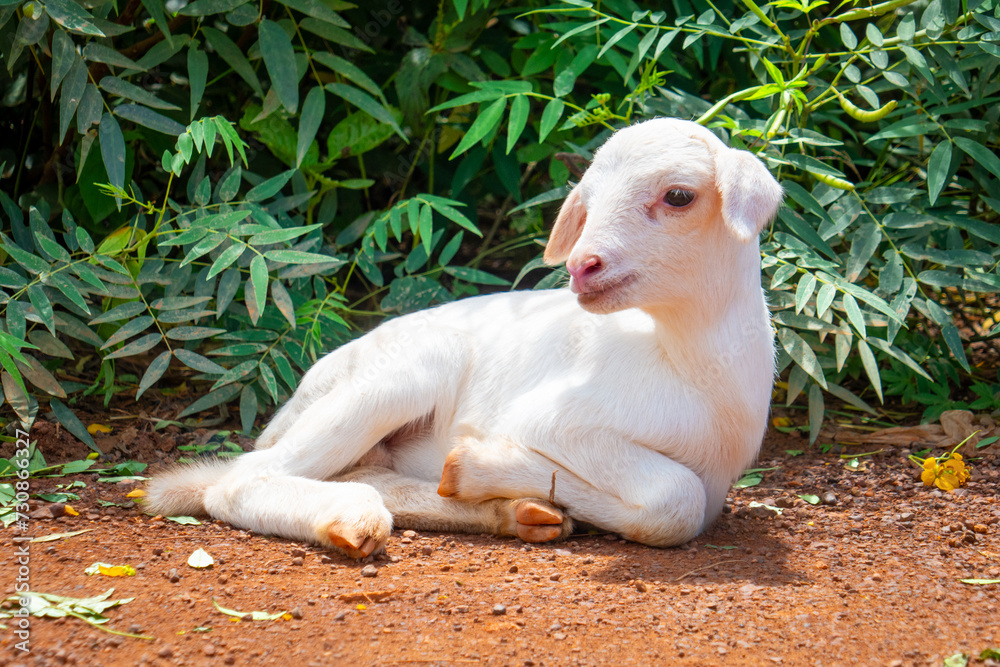 Canvas Prints Baby goat on a dirt track in Ghana, Africa