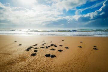 Baby turtles racing towards the ocean after hatching on a beautiful Ghanaian beach in Africa