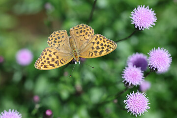 Silver-washed fritillary, Argynnis paphia, feeding on Creeping Thistle, Cirsium arvense